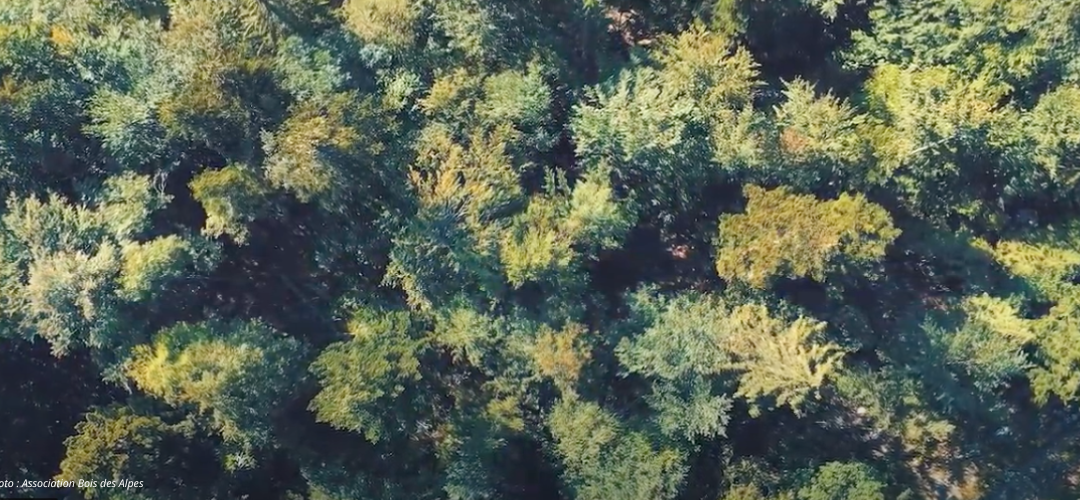 Valoriser nos forêts régionales 🌲