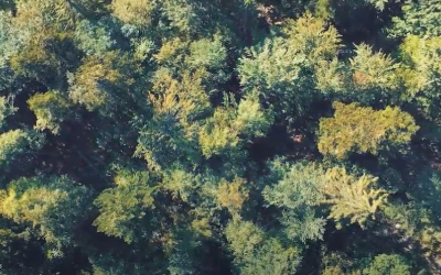 Valoriser nos forêts régionales 🌲